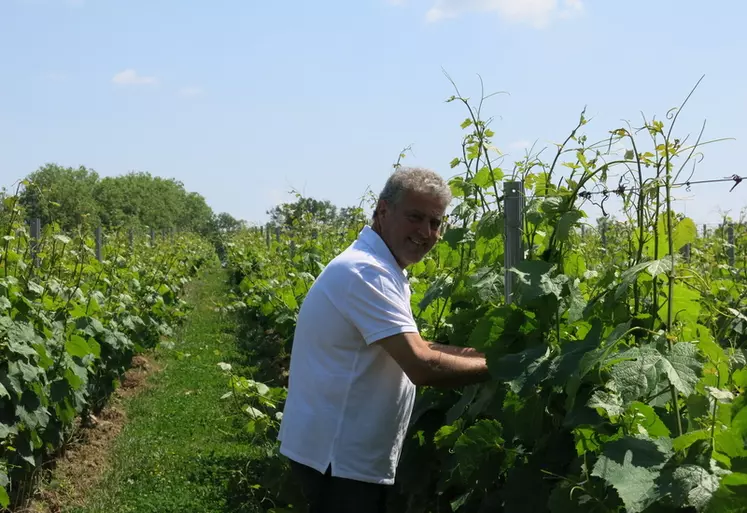 Au-delà de l'aspect financier, Stéphane Defraine estime que réduire la surface de vigne permet de diminuer la pression sur la production. 