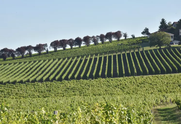 Vignoble du Bergeracois. paysage viticole dans la région de Bergerac. vignes. vigne.