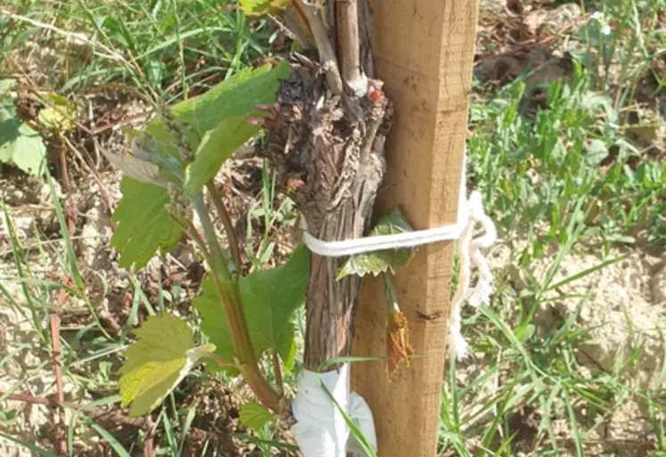 Au domaine Tempier, les complants sont greffés en écusson par le prestataire Worldwide Vineyards, dès qu'ils sont assez gros.