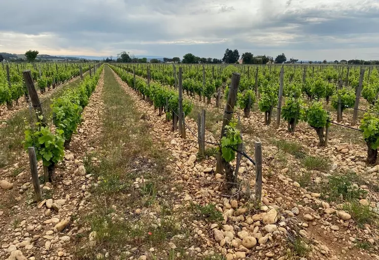 Viticulture : ils plébiscitent le gobelet palissé