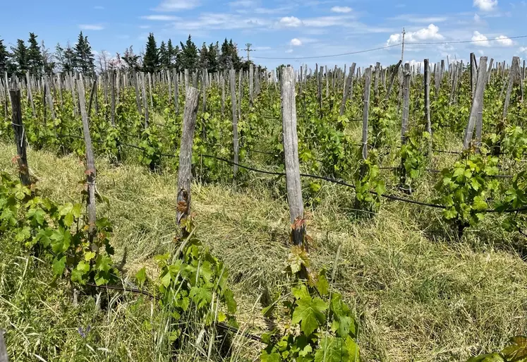 Chez Paul Esteve et Chrystelle Vareille, vignerons au Domaine des Miquettes, à Cheminas, en Ardèche, en appellation saint-joseph et vins sans IG

Parcelle de chasselas ...