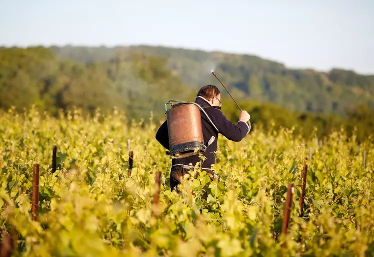Vigneron en biodynamie dans le vignoble de Champagne en Marne preparant et pulverisant une preparation biodynamique de valeriane et de silice dans ses vignes. 