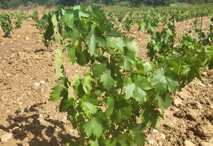 Cinq vignerons de l’appellation côtes-de-provence ont planté des parcelles d’agiorgitiko en 2022 et 2023.