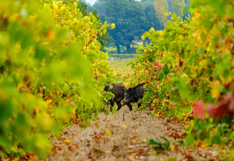 Les viticulteurs de Dordogne visités par de trop nombreux sangliers pourront désormais les piéger.