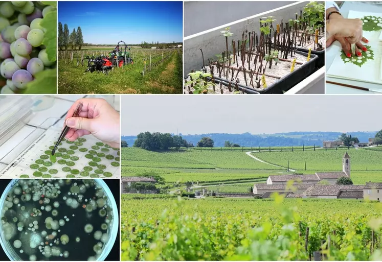 Les chercheurs explorent de nombreuses voies dans le cadre du projet Vitae, afin de pouvoir protéger la vigne sans pesticides.