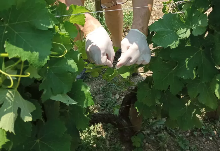 L'agrafe de confusion sexuelle développée par M2i doit être posée avec des gants lors du relevage de la vigne.