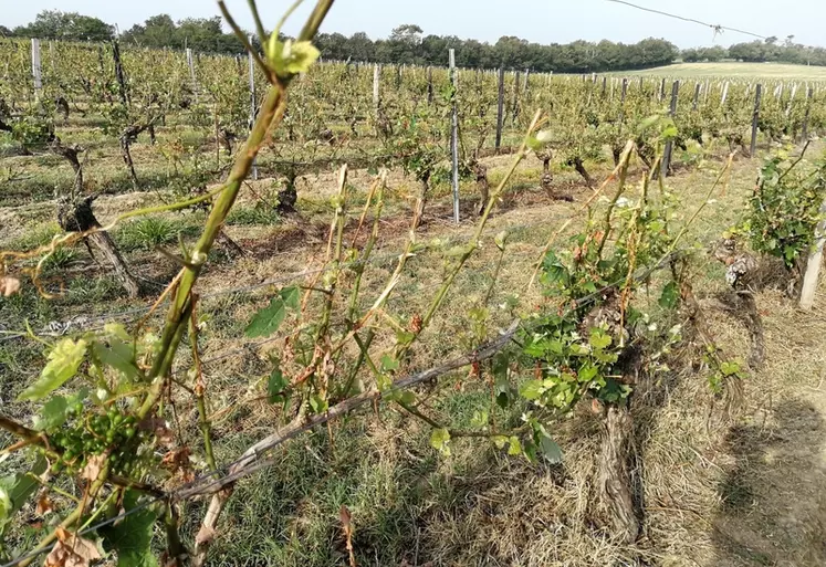 Après une grêle, si les rameaux herbacés ne sont ni éclatés ni pelés et qu’il reste des inflorescences intactes, il est inutile de retailler, le développement des ...