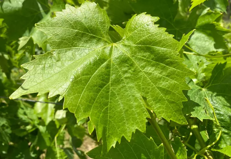 Les feuilles adultes ont des sinus latéraux peu profonds, des dents ogivales et un limbe glabre.