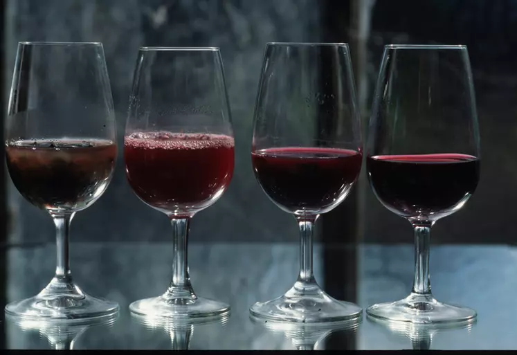 Vigne / oenologie / vins de Loire / dégustation en cours de fermentation / évolutions du jus / couleur / tanins / aromes