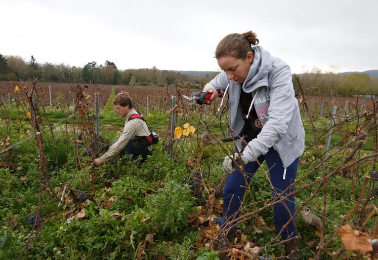 viticulture. vigneron et salariée au travail dans les vignes. taille Guyot dans une parcelle de Pinot Meunier dans le vignoble de Champagne. sécateur. emploi des jeunes.