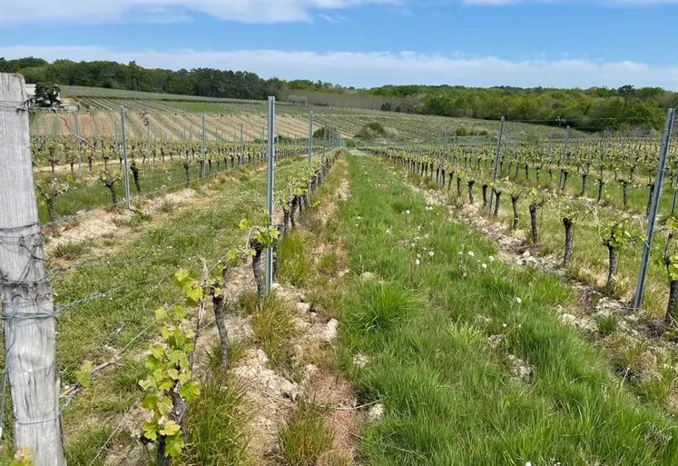 <em class="placeholder">Vignobles Roux, à Gornac, en Gironde, en mai 2023. Stade de la vigne, cabernet ou merlot</em>