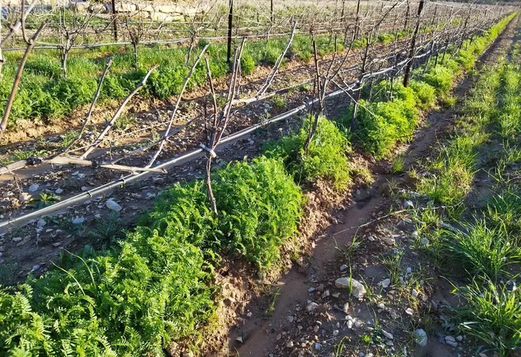 <em class="placeholder">Rang de vigne en hiver planté de vesce érigée.</em>