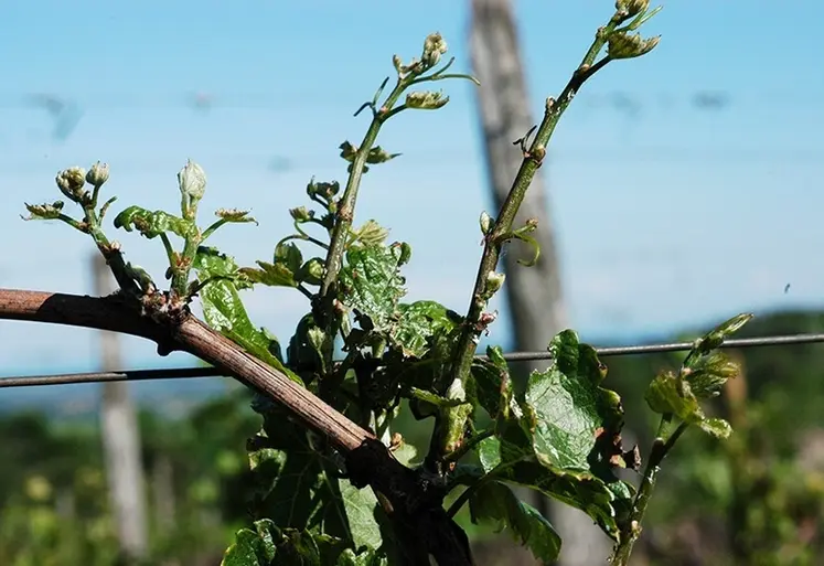 <em class="placeholder">Anomalie de croissance de la vigne</em>