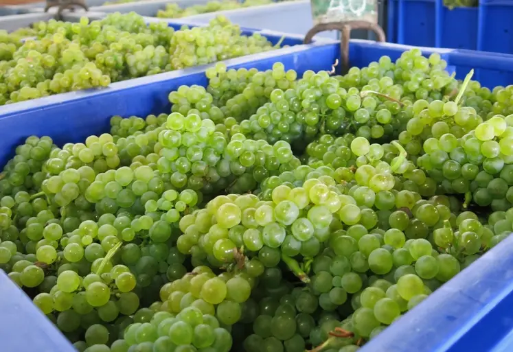 <em class="placeholder">Vendanges manuelles de raisins rouges et blancs à la cave coopérative vinicole la Goutte d&#039;or, à Vertus dans la Marne, vendanges 2015, champagne, congrès Cnaoc, récolte</em>
