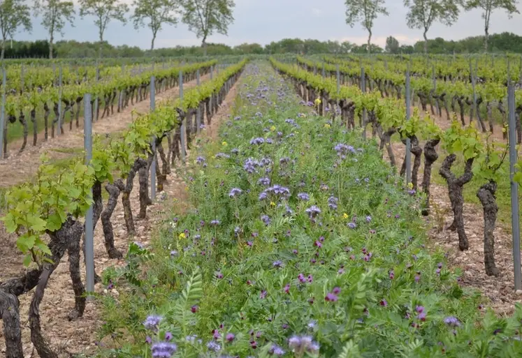 <em class="placeholder">Viticulture. Vigne enherbée. vesce, phacélie et moutarde un rang sur deux. Engrais vert. enherbement</em>