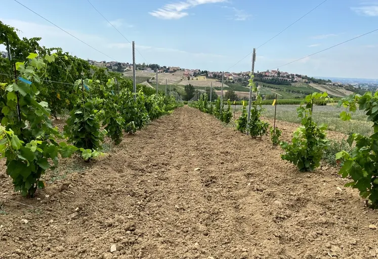 <em class="placeholder">Vignoble expérimental en Italie avec essai sur les hydrorétenteurs.</em>