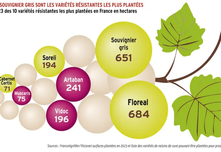 <em class="placeholder">Graphique = Floreal et souvigner gris sont les variétés résistantes les plus plantées Surfaces 2023 des 10 variétés résistantes les plus plantées en France en hectares</em>