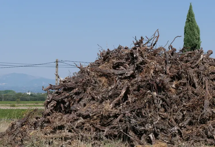 <em class="placeholder">Souches de vigne en tas sur une parcelle de vigne qui vient d&#039;être arrachée.</em>