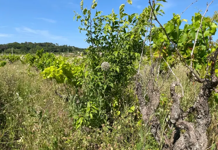 <em class="placeholder">Vigne abandonnée à Saint-Gervais dans le Gard.</em>