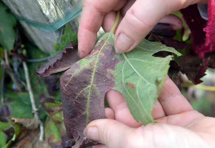 Feuille avec des symptômes de flavescence dorée
