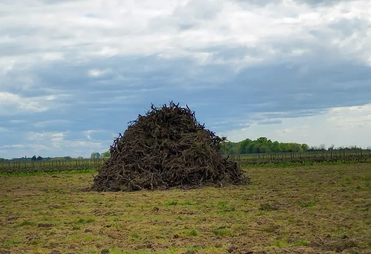 <em class="placeholder">Tas de ceps après l&#039;arrachage d&#039;une parcelle de vigne en Charente-Maritime</em>