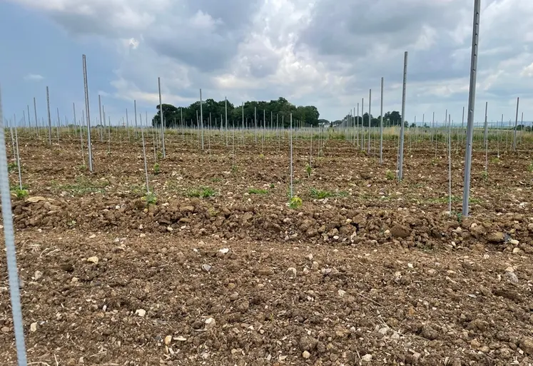 <em class="placeholder">Jeune plantation d&#039;une parcelle en vitiforesterie, au domaine Jean Martell, à Javrezac, en Charente, le 13 juin 2023.
Le but est d&#039;étudier l&#039;écosystème sur le long terme ...</em>