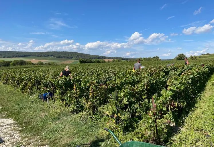 <em class="placeholder">Vendanges manuelles à Tauxières, dans la Marne, le 15 septembre 2023, chez Dominique Cadel. Vendange de pinot noir en caisses de 50 kg. Débardage par genre de grue ...</em>