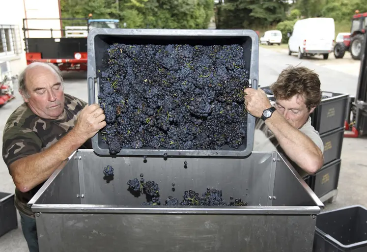 <em class="placeholder">Viticulture. Vendanges en Champagne. Récolte du raisin de cépage pinot noir.   Egrappage. Matériel d&#039;oenologie. Egrappoir. Fouloir.</em>