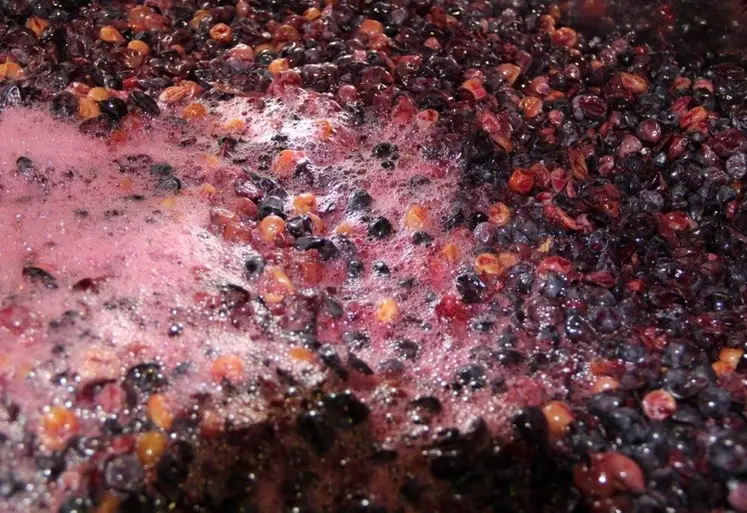 <em class="placeholder">moût de syrah en fermentation</em>