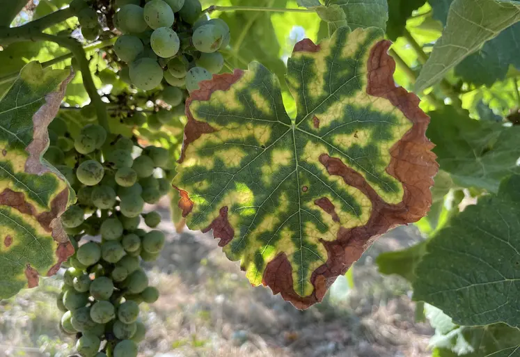 Vigne exprimant des symptômes foliaires d' esca, une maladie du bois, en été.