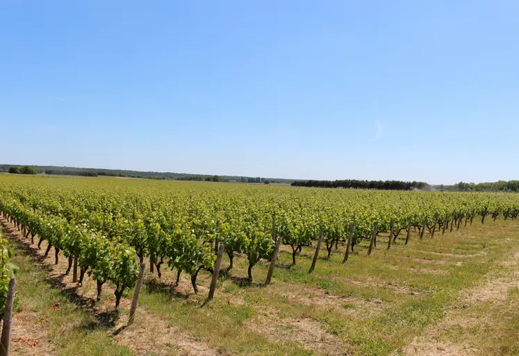 <em class="placeholder">Paysage de vigne en AOC touraine-oisly, dans le val de Loire</em>