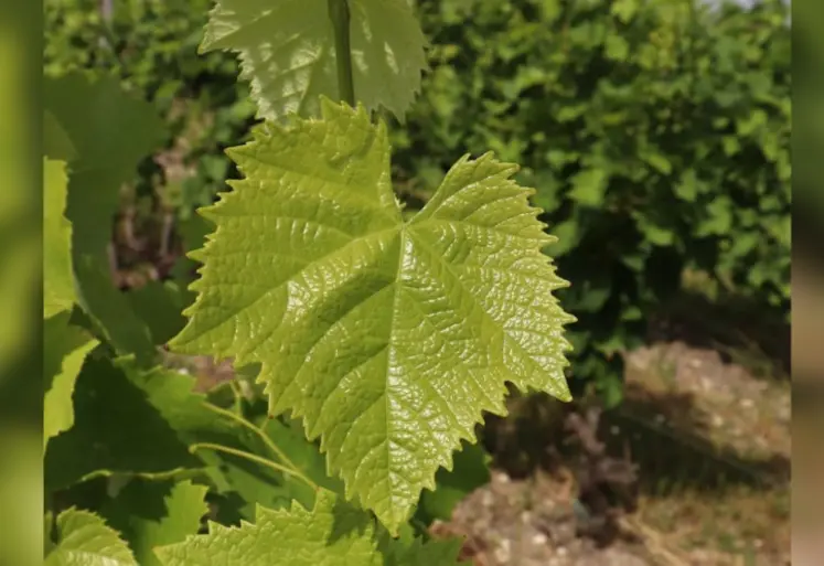 <em class="placeholder">feuille de vigne xinomavro</em>