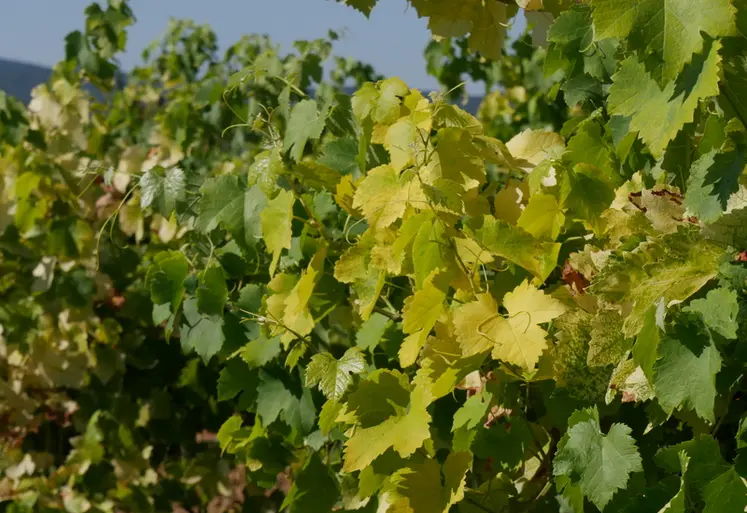 <em class="placeholder">Parcelle vigne atteinte de court-noué, maladie causée par un virus GFLV et transmis par des nématodes du sol.</em>
