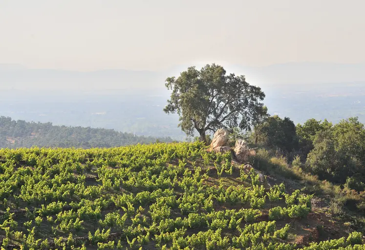 Vignes dans les Pyrénées-Orientales