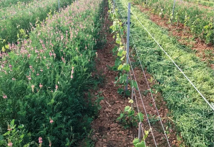 <em class="placeholder">Viticulture. Couvert végétal de légumineuses (sainfoin, luzerne méditerranéene, trèfle de perse, trèfle incarnat) et plantes d&#039;intérêt écologique (pimprenelle, ...</em>