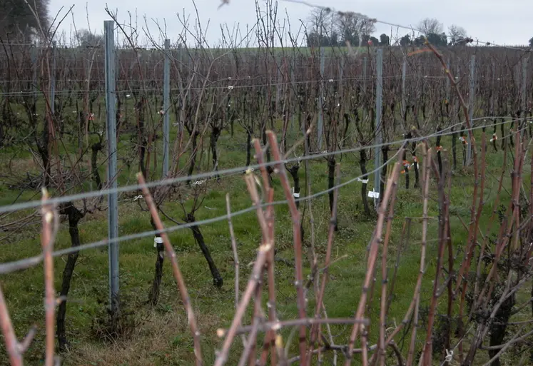 <em class="placeholder">Vigne / 09-Pretaillage</em>