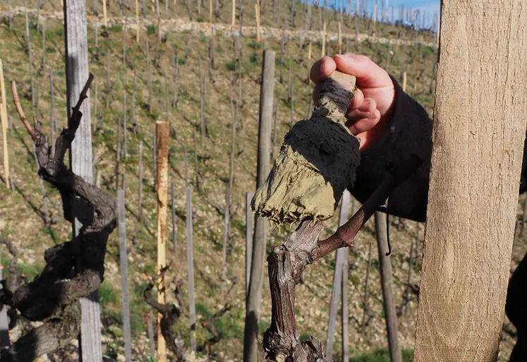 <em class="placeholder">Badigeonnage de plaie de vigne</em>