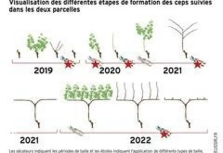 <em class="placeholder">Graphique de formation des ceps</em>