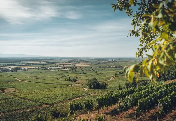 <em class="placeholder">paysage viticole alsacien</em>