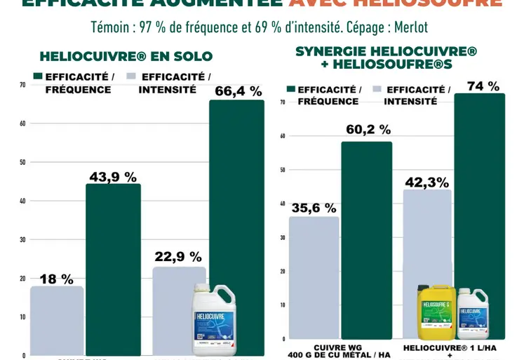 Graphiques  de résultats d'essai de l'association HELIOCUIVRE et HELIOSOUFRE su rmildiou.