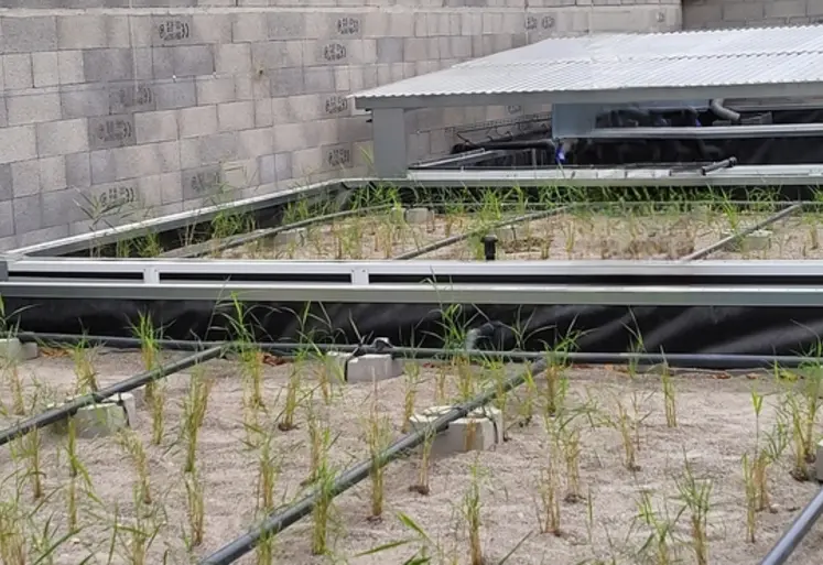 <em class="placeholder">Système de lit planté de roseaux pour le traitement de l&#039;eau</em>