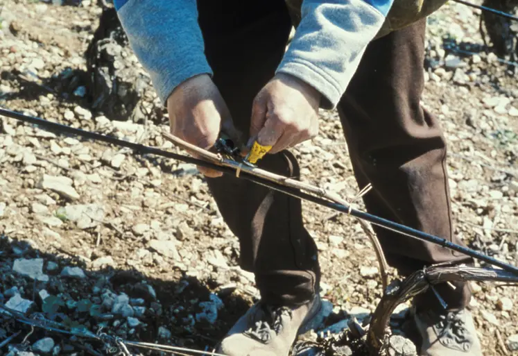 <em class="placeholder">Vigne / lutte anti-gel / mise en oeuvre des câbles électriques chauffants</em>