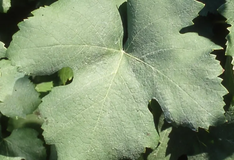 <em class="placeholder">Feuille de terret noir</em>
