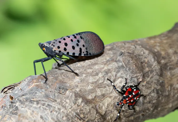 <em class="placeholder">SLF-spotted lanternfly (Lycorma delicatula) winged adult  4th instar nymph (red body) in Pennsylvania, on July 20, 2018. USDA-ARS Photo by Stephen Ausmus.</em>