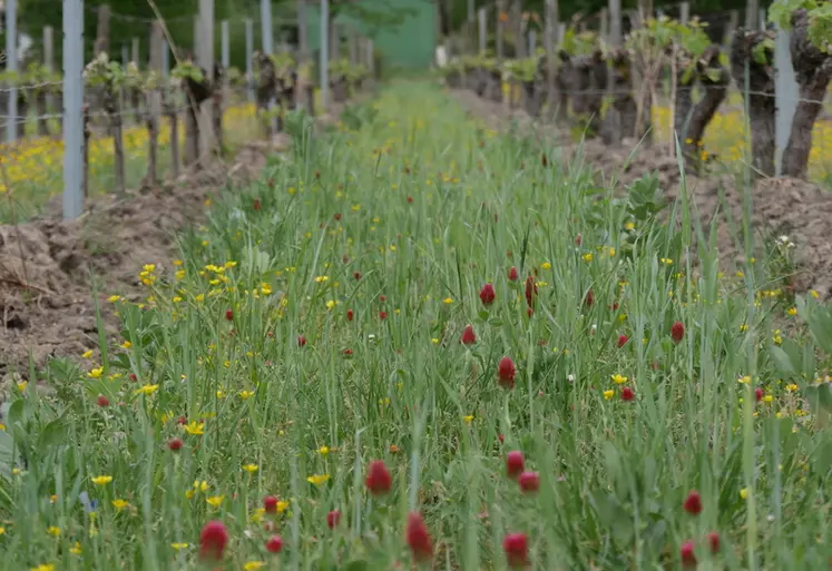 <em class="placeholder">Interrang de vigne couvert avec des engrais verts en fleur (trèfle incarnat au premier plan)</em>