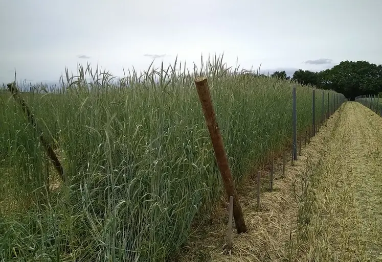<em class="placeholder">paillage en place en vignes charentaises</em>
