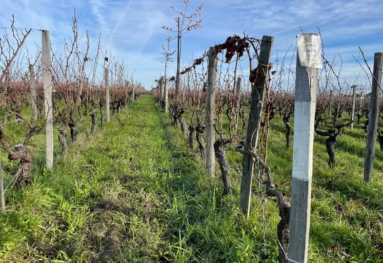 <em class="placeholder">Arbres dans les vignes de la SCEA Les Joualles de Cormeil-Figeac, château Cormeil-Figeac, 33330 Saint-Emilion, gironde, en décembre 2025. Piquet peint en blanc en début de ...</em>