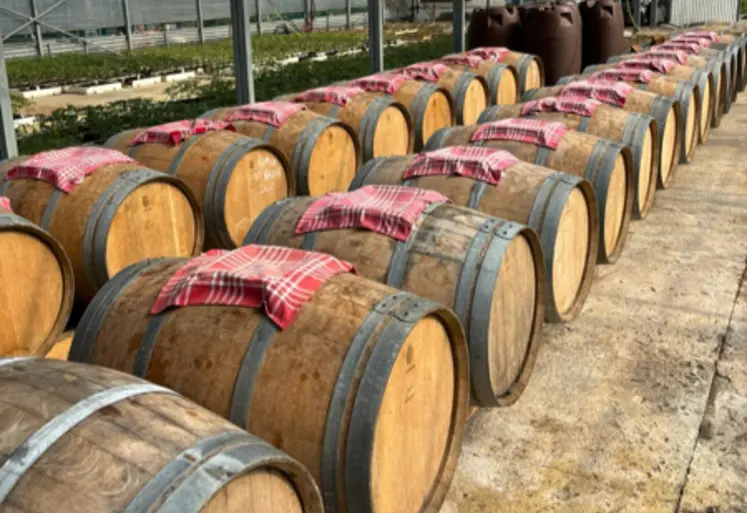 <em class="placeholder">barriques de vinaigre dans une serre à Cadillac en Gironde</em>