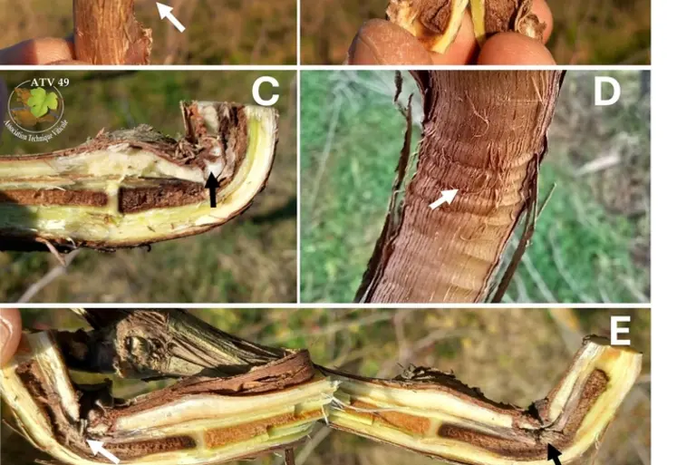 <em class="placeholder">Coupes de sarments</em>