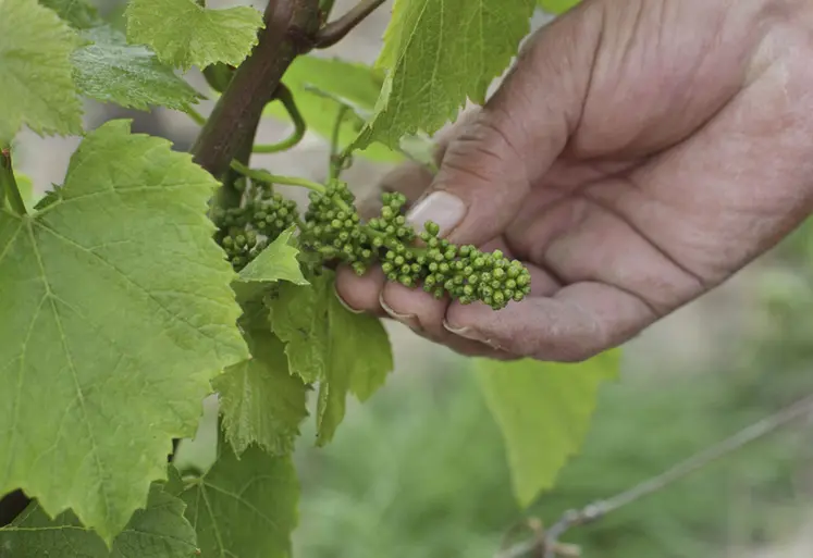 <em class="placeholder">vigne au stade fermeture des capuchons</em>